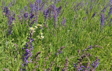 Wiesenkräuter und Blumen blühen auf einer Wiese | © Touristikgemeinschaft Hohenlohe e. V. | Naturfreunde Öhringen-Hohenlohe e. V.