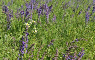Wiesenkräuter und Blumen blühen auf einer Wiese | © Touristikgemeinschaft Hohenlohe e. V. | Naturfreunde Öhringen-Hohenlohe e. V.