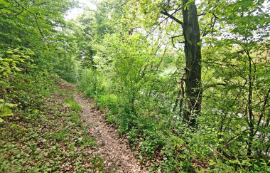 Der schmale Naturweg führt durch einen grünen Auenwald | © Touristikgemeinschaft Hohenlohe e. V. | Naturfreunde Öhringen-Hohenlohe e. V.