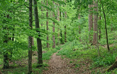 Der Weg führt durch einen schattigen Laubwald | © Touristikgemeinschaft Hohenlohe e. V. | Naturfreunde Öhringen-Hohenlohe e. V.