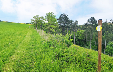 Der Weg führt an einer grünen Wiese vorbei | © Touristikgemeinschaft Hohenlohe e. V. | Naturfreunde Öhringen-Hohenlohe e. V.