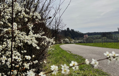 Naturerlebnispfad Neipperg | © Stadt Brackenheim | Celina Ponto