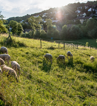 Naturerlebnispfad Niederstetten | © Liebliches Taubertal