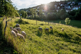 Naturerlebnispfad Niederstetten | © Liebliches Taubertal