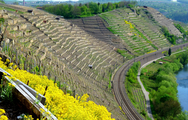 Neckarschleifen-Steillagenrunden: Felsengartenrunde Hessigheim | © Land der 1000 Hügel - Kraichgau-Stromberg