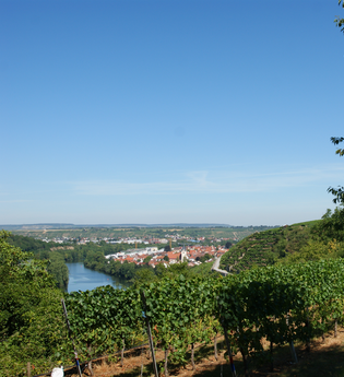 Neckarschleifen-Steillagenrunden: Gemmrigheimer Steillagenrunde | © Land der 1000 Hügel - Kraichgau-Stromberg