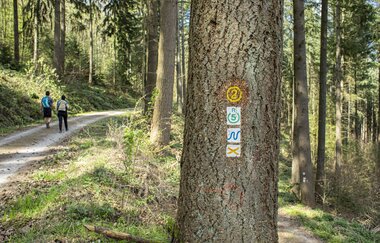 Natur pur entlang des Neckarsteigs von Hirschhorn nach Eberbach / Odenwald | © Touristikgemeinschaft Odenwald e.V.