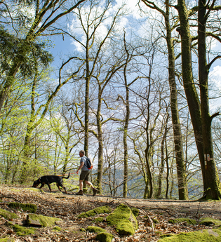 Wanderer mit Hund am Neckarsteig / Odenwald | © Touristikgemeinschaft Odenwald e.V.