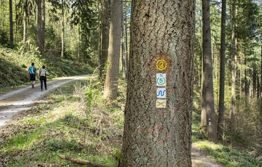 Natur pur entlang des Neckarsteigs von Hirschhorn nach Eberbach / Odenwald | © Touristikgemeinschaft Odenwald e.V.