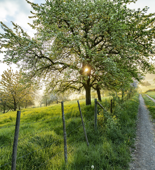 Sonnenaufgang bei Neckarkatzenbach / Odenwald | © Touristikgemeinschaft Odenwald e.V.