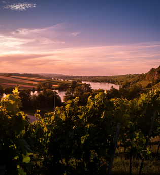 Katzenbeißer-Steillagen mit Krappenfelsen | Lauffen am Neckar | HeilbronnerLand | © Touristikgemeinschaft HeilbronnerLand