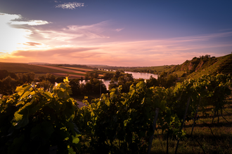Katzenbeißer-Steillagen mit Krappenfelsen | Lauffen am Neckar | HeilbronnerLand | © Touristikgemeinschaft HeilbronnerLand