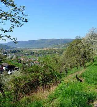 Nordic Walking - Durch den Freudenberger Stadtwald | © Stadt Freudenberg