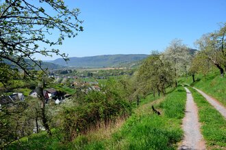 Nordic Walking - Durch den Freudenberger Stadtwald | © Stadt Freudenberg