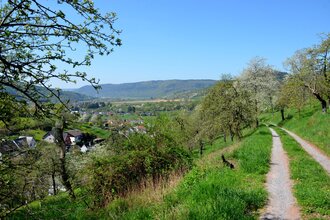Nordic Walking - Durch den Freudenberger Stadtwald | © Stadt Freudenberg