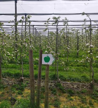Obstlehrpfad, Öhringen, Hohenlohe | © Stadt Öhringen