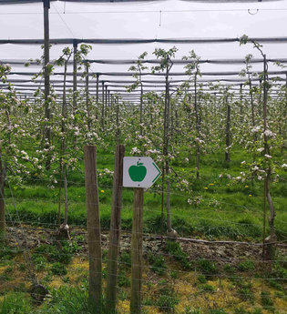 Obstlehrpfad, Öhringen, Hohenlohe | © Stadt Öhringen