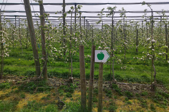 Obstlehrpfad, Öhringen, Hohenlohe | © Stadt Öhringen