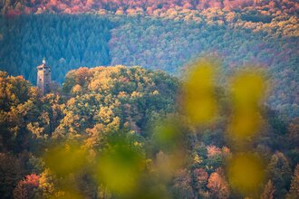 Ohrsberg-Rundweg | © Stadt Eberbach / Andreas Held