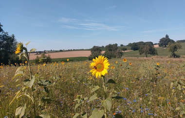 ÖkoRegio Tour Streuobst und Fernblicke NaBu Kraichtal-Bahnbrücken, -Landshausen, -Menzingen (Langroute) | © Land der 1000 Hügel - Kraichgau-Stromberg