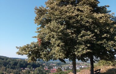 Panoramaweg Kraichbachtal Kraichtal IVV - Besenhex (Langroute) | © Land der 1000 Hügel - Kraichgau-Stromberg