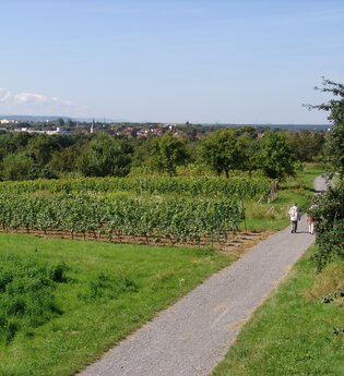 Panoramaweg Mingolsheim | © Land der 1000 Hügel - Kraichgau-Stromberg
