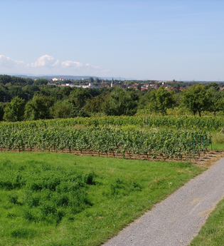 Panoramaweg Mingolsheim | © Land der 1000 Hügel - Kraichgau-Stromberg
