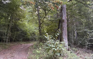 Perle 2 - Wildromantisches Grimmbachtal