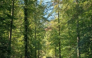 Perle 7 - Rund um Steinkirchen
