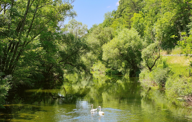 Schwäne auf der Jagst bei Krautheim | © Touristikgemeinschaft Hohenlohe e.V. | Andi Schmid