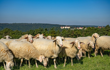 Schafherde bei Langenburg | © Hohenlohe + Schwäbisch Hall Tourismus e. V.