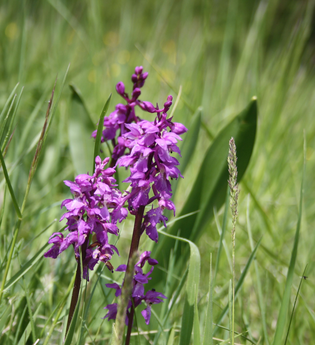 Pfad der Stille Schöntal Tour 4: Von Berges Höhen in das Tal der Jagst - Westernhausen - Sindeldorf | © Touristikgemeinschaft Hohenlohe e. V. | Gemeinde Schöntal