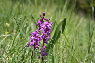 Pfad der Stille Schöntal Tour 4: Von Berges Höhen in das Tal der Jagst - Westernhausen - Sindeldorf | © Touristikgemeinschaft Hohenlohe e. V. | Gemeinde Schöntal
