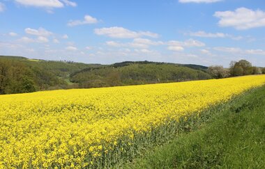 Ein gelb blühendes Rapsfeld mit sonnigem Himmel | © Touristikgemeinschaft Hohenlohe e. V. | Evangelische Kirchengemeinde Crispenhofen-Weißbach