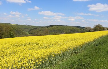 Ein gelb blühendes Rapsfeld mit sonnigem Himmel | © Touristikgemeinschaft Hohenlohe e. V.