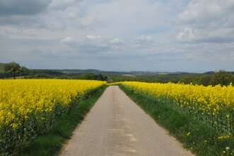 Rapsfelder an einem betonierten Feldweg | © Stadt Sinsheim