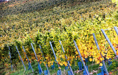 Ein herbstlicher Weinberg in bunten Farben | © Touristikgemeinschaft Hohenlohe e. V.