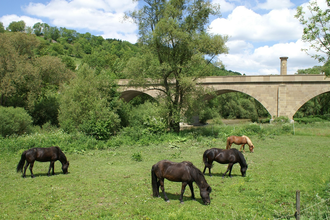 Islandpferde grasen auf einer Wiese bei Hohebach | © Touristikgemeinschaft Hohenlohe e. V. | Gemeinde Dörzbach