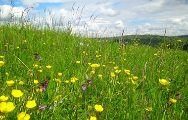 Aussichten in den Löwensteiner Bergen | © Touristikgemeinschaft HeilbronnerLand e.V.