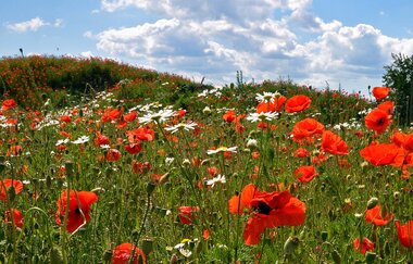 Klatschmohn auf einer Blumenwiese | © Stadt Sinsheim