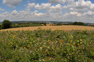 Bild einer Blumenwiese | © Stadt Sinsheim