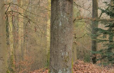 Römersteige und Liebespfad | © TOURISMUS REGION WERTHEIM GmbH
