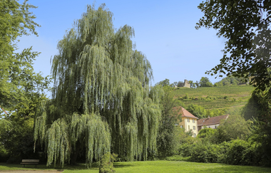 Rund um Ingelfingen | © Touristikgemeinschaft Hohenlohe e.V. | Andi Schmid