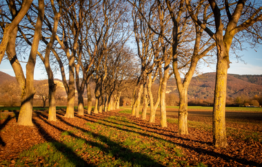 Rundtour Ladenburg | © Landratsamt Rhein-Neckar-Kreis