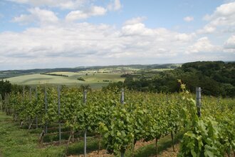 Blick auf Weinreben | © Landratsamt Rhein-Neckar-Kreis