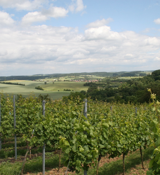Blick auf Weinreben | © Landratsamt Rhein-Neckar-Kreis