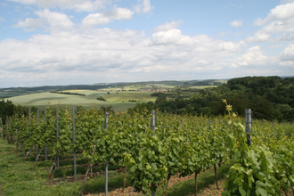 Blick auf Weinreben | © Landratsamt Rhein-Neckar-Kreis