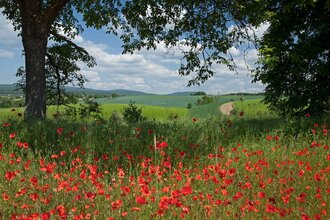 Rundtour Waibstadt | © Landratsamt Rhein-Neckar-Kreis