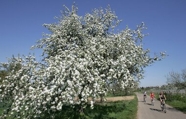 Rundtour Weinheim | © Landratsamt Rhein-Neckar-Kreis