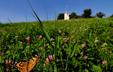 Rundwanderung entlang von Streuobstwiesen und Reben auf den Michaelsberg | © Kraichgau-Stromberg Tourismus e.V.